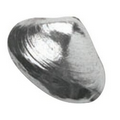 Pewter Clam Shell